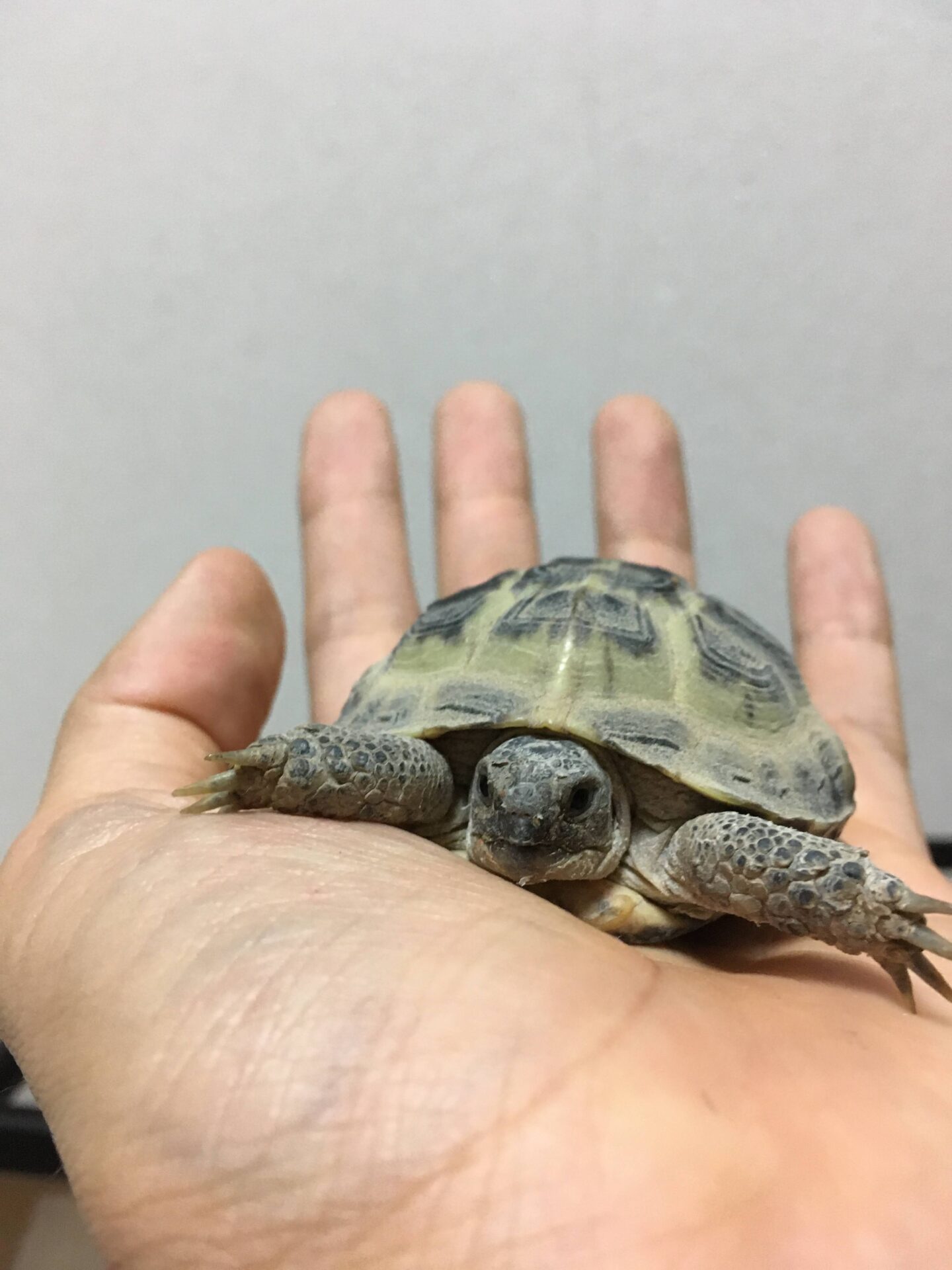 【リクガメ飼育】ベビーを飼育する際、特に気をつけたこと | こばすけの日記
