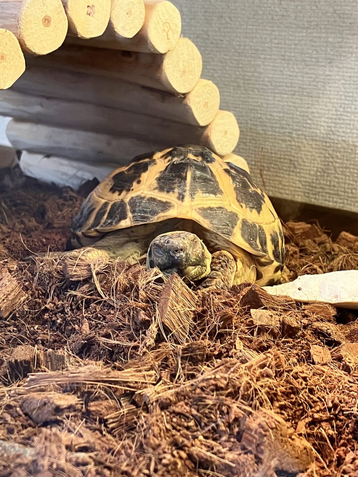 【リクガメ飼育】リクガメが夜寝れるように工夫していること | こばすけの日記